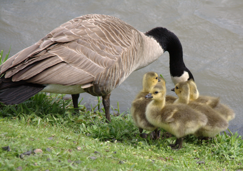 Canada Goose mother + goslings