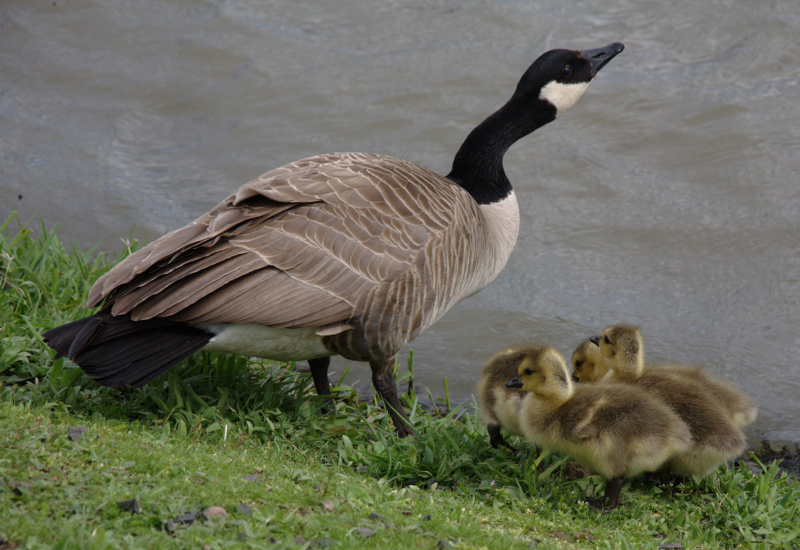 Canada Goose goslings