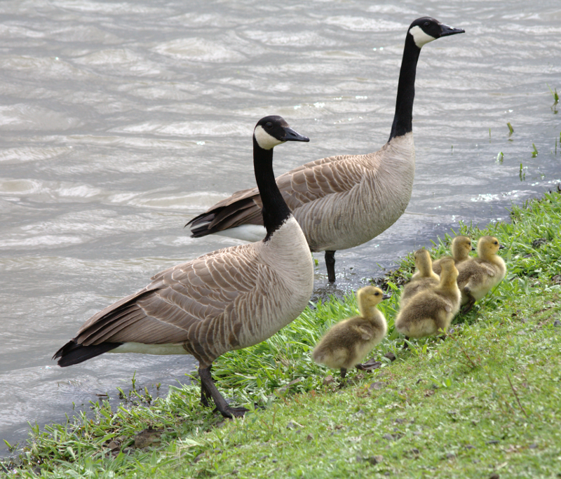 Canada Goose family with goslings