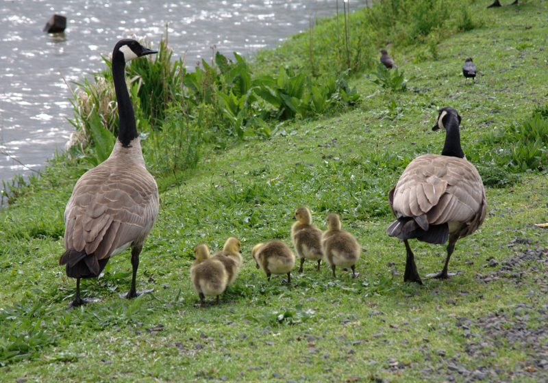 Canada Goose family with goslings