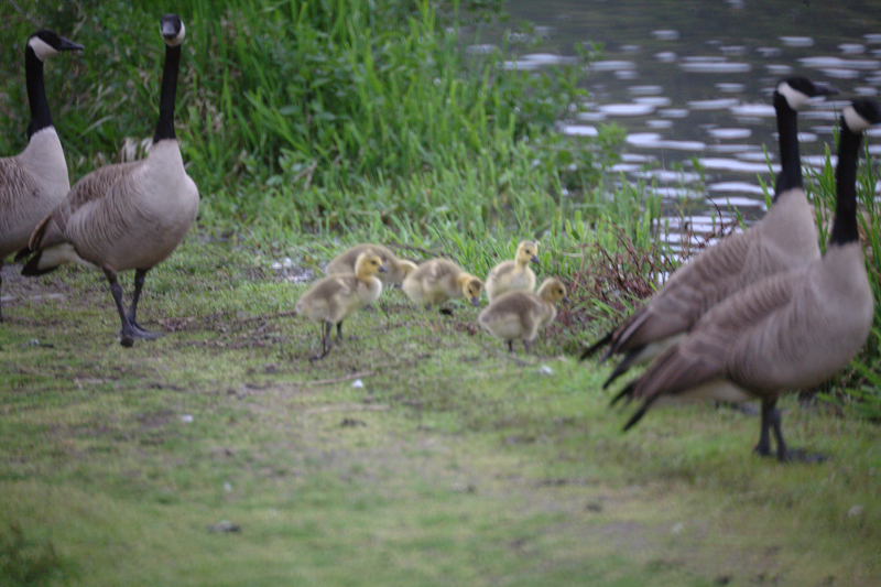 Canada Goose goslings
