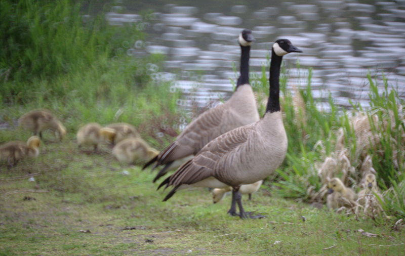 Canada Goose goslings