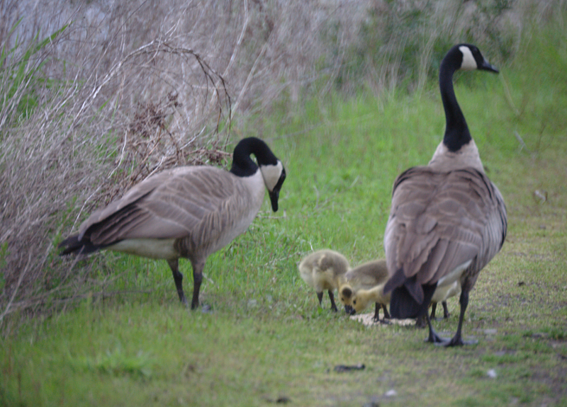 Canada Goose goslings