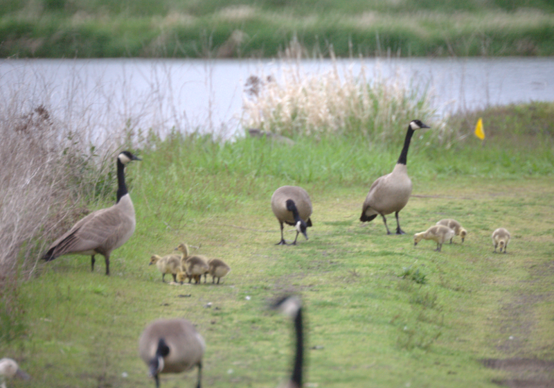 Canada Goose family