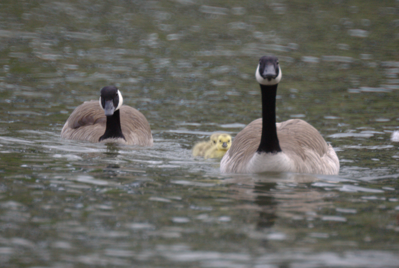 Canada Goose goslings