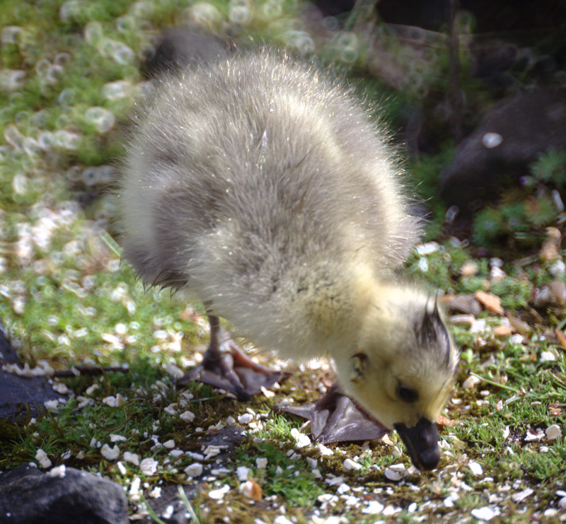 Canada Goose mother + goslings
