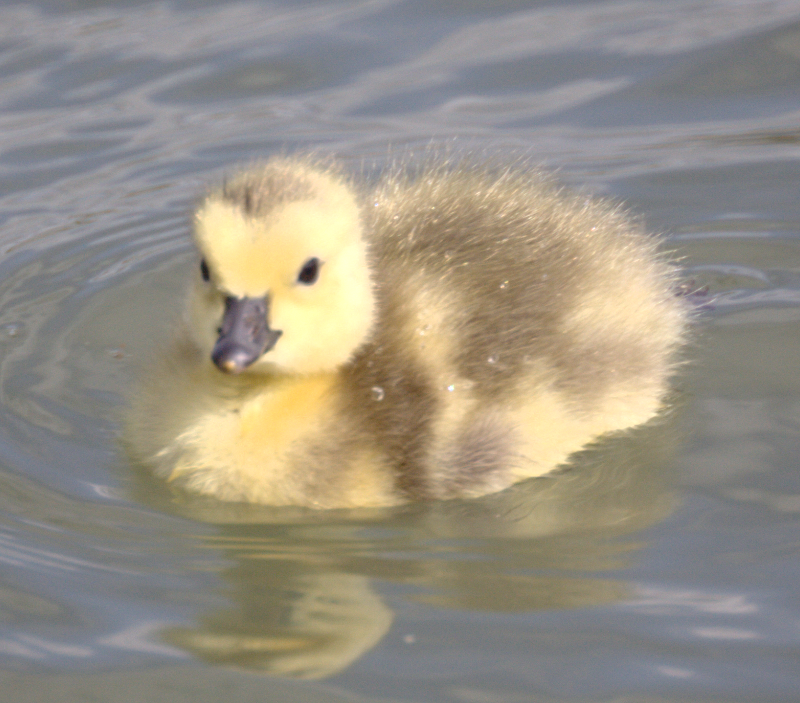 Canada Goose gosling