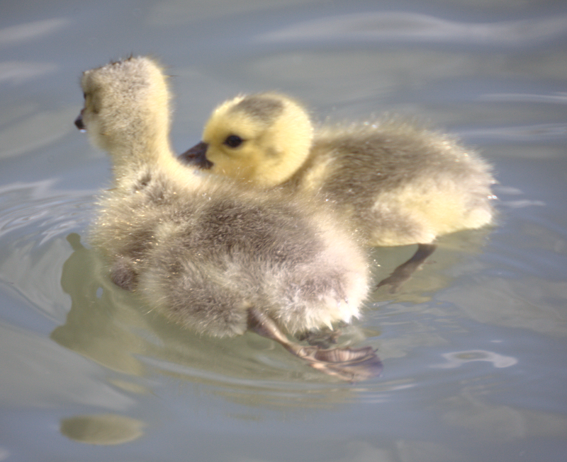 Canada Goose gosling