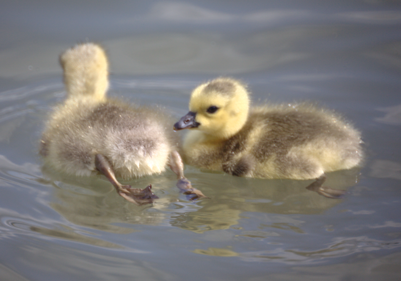 Canada Goose gosling