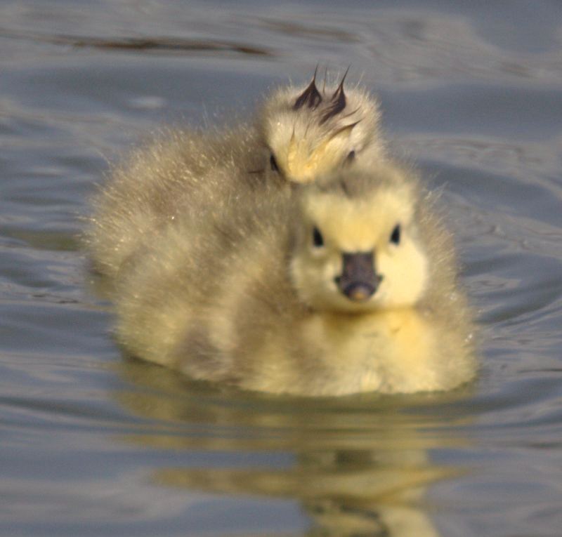 Canada Goose gosling