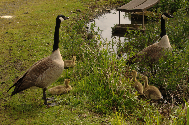 Canada Goose family