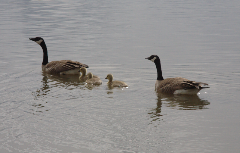 Canada Goose goslings