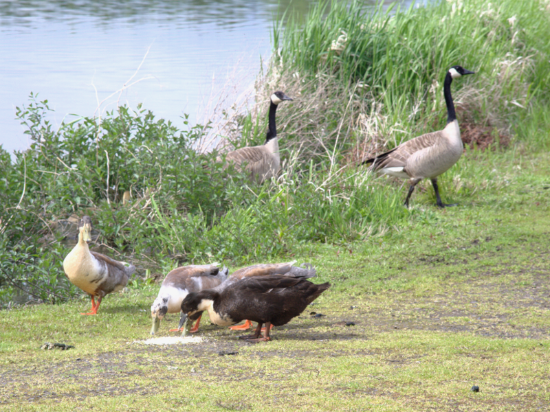 Canada Goose goslings