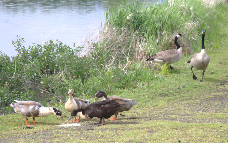 Canada Goose goslings