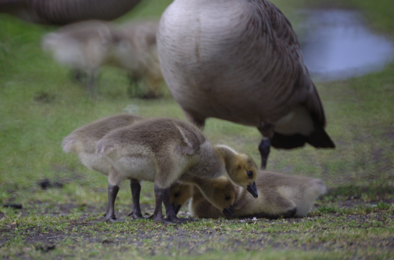 Canada Goose goslings