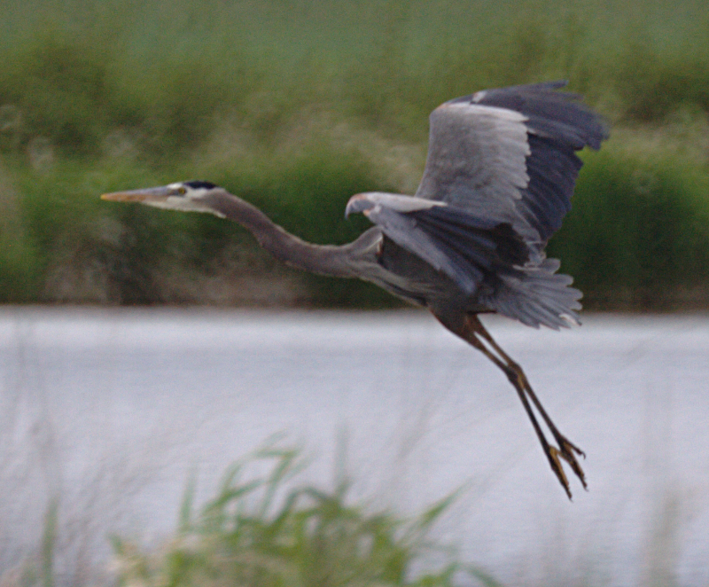 Great Blue Heron
