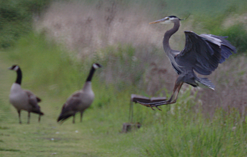 Great Blue Heron and Geese