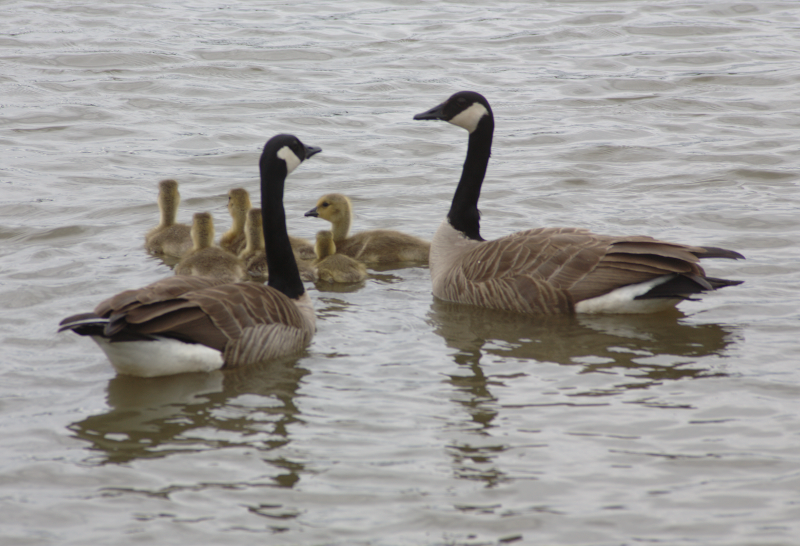 Canada Goose goslings