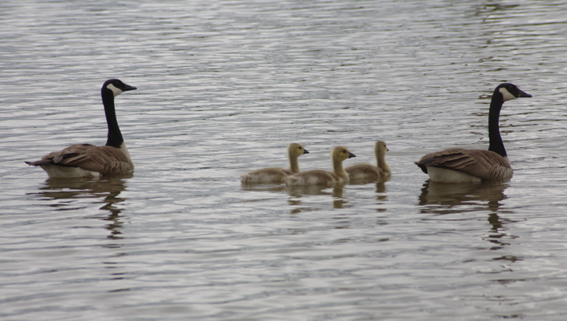 Canada Goose goslings