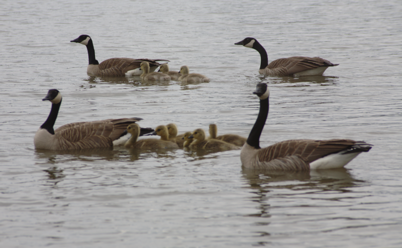 Canada Goose goslings