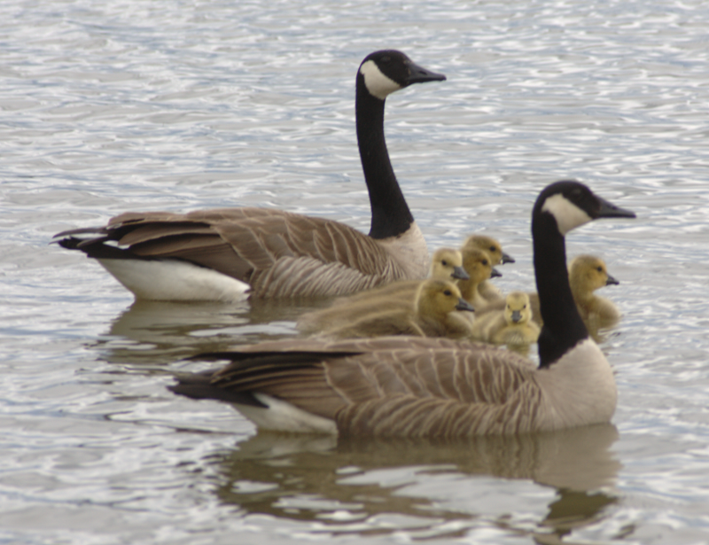 Canada Goose goslings