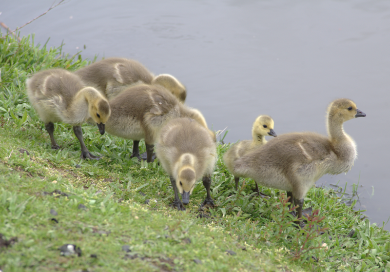 Canada Goose goslings
