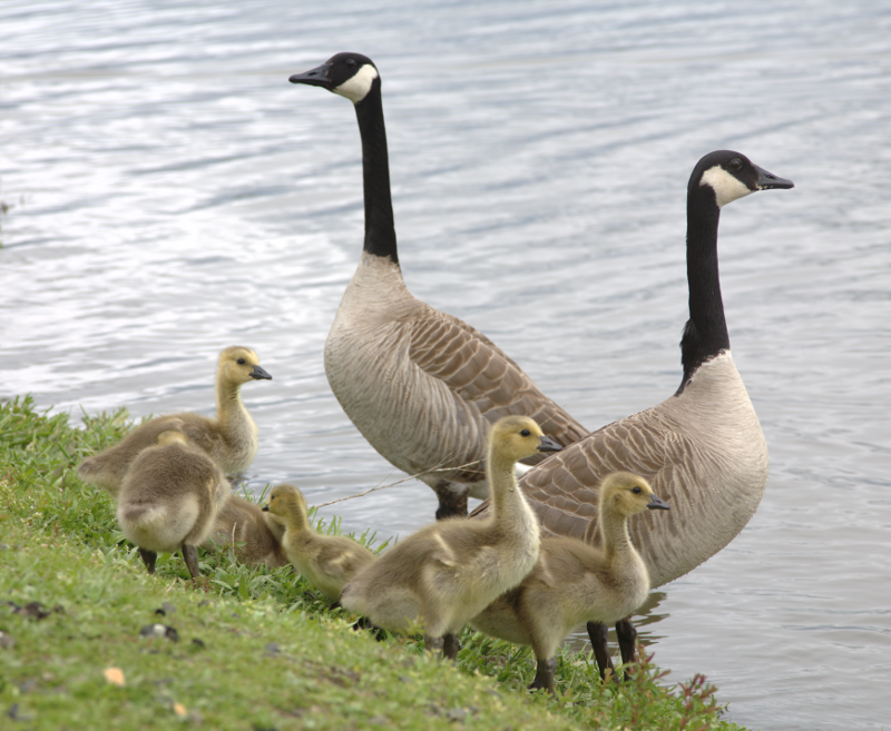 Canada Goose goslings