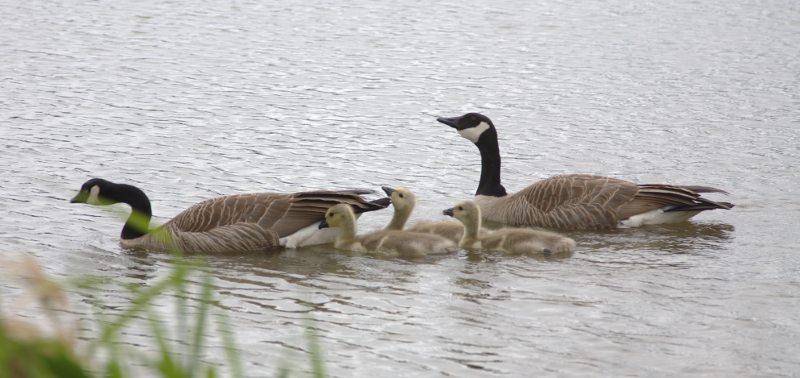 Canada Goose goslings