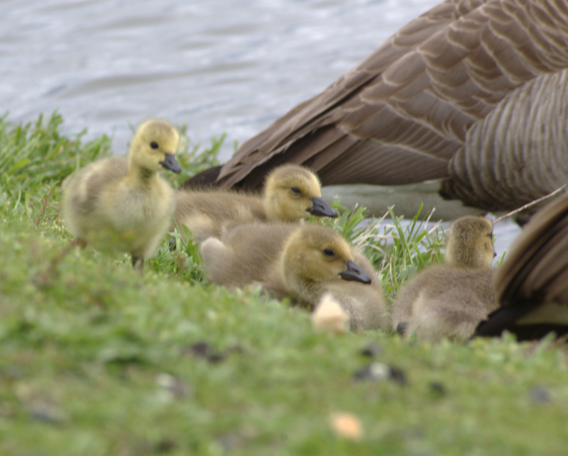 Canada Goose goslings