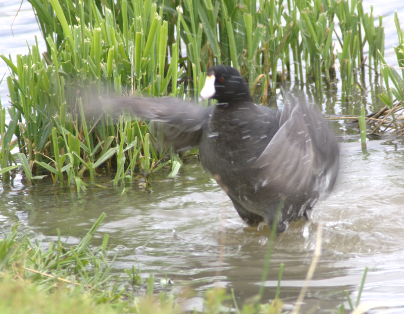 Coot bathing