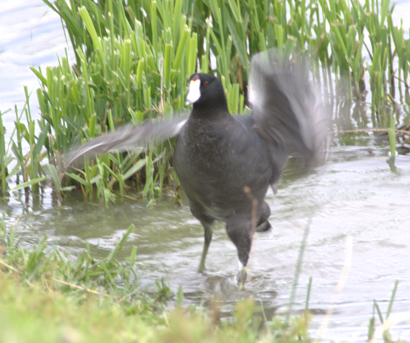 Coot bathing