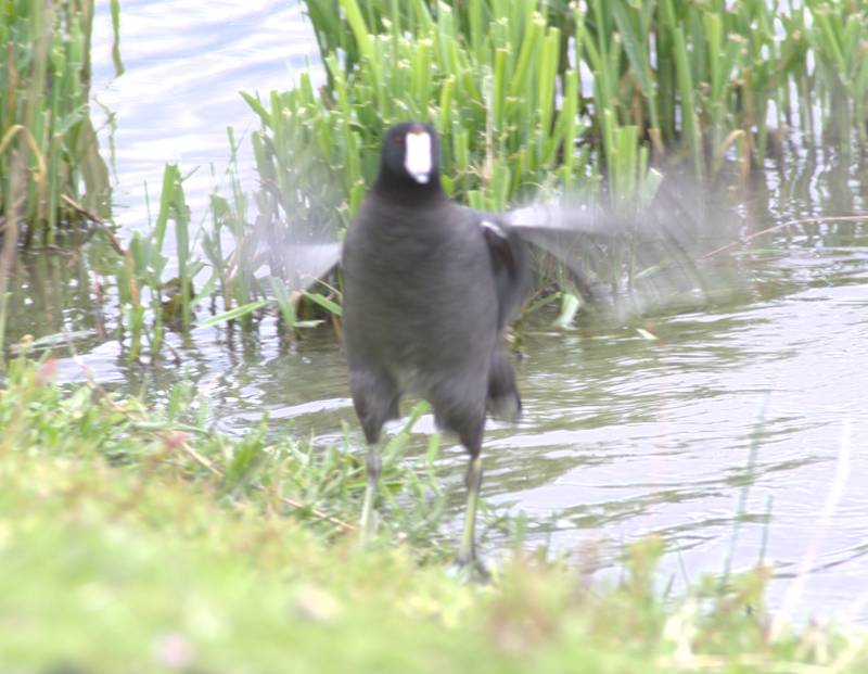 Coot bathing