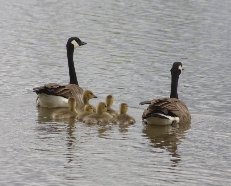 Canada Goose family with goslings