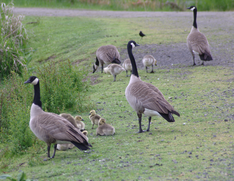Canada Goose families with goslings