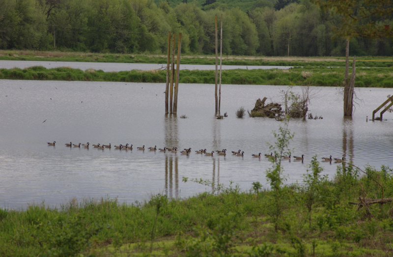 Canada Goose fleet