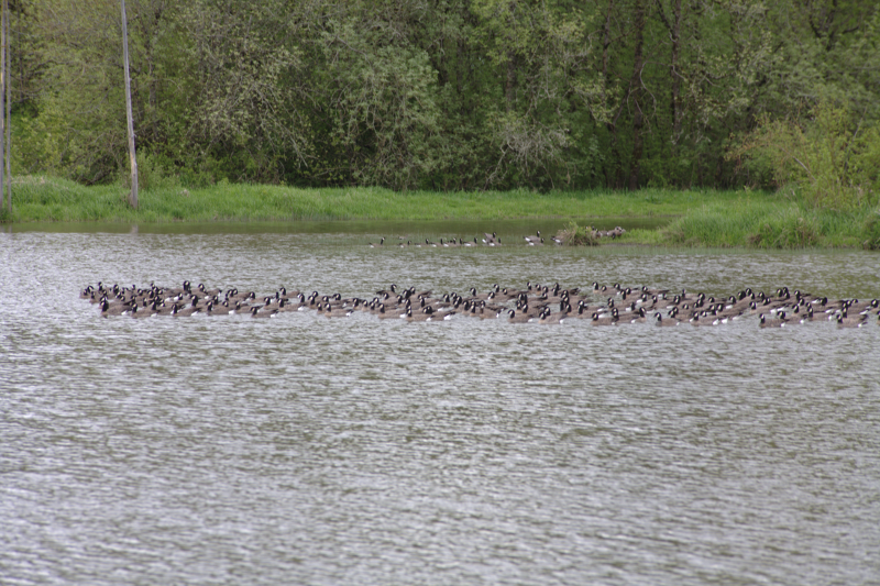 Canada Goose flock