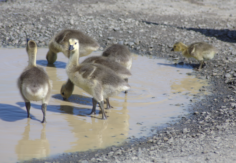 Canada Goose goslings