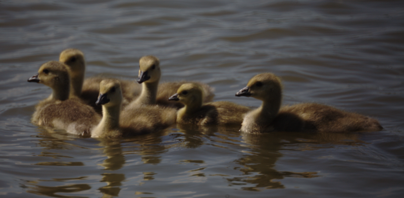 Canada Goose goslings