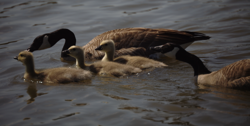 Canada Goose goslings