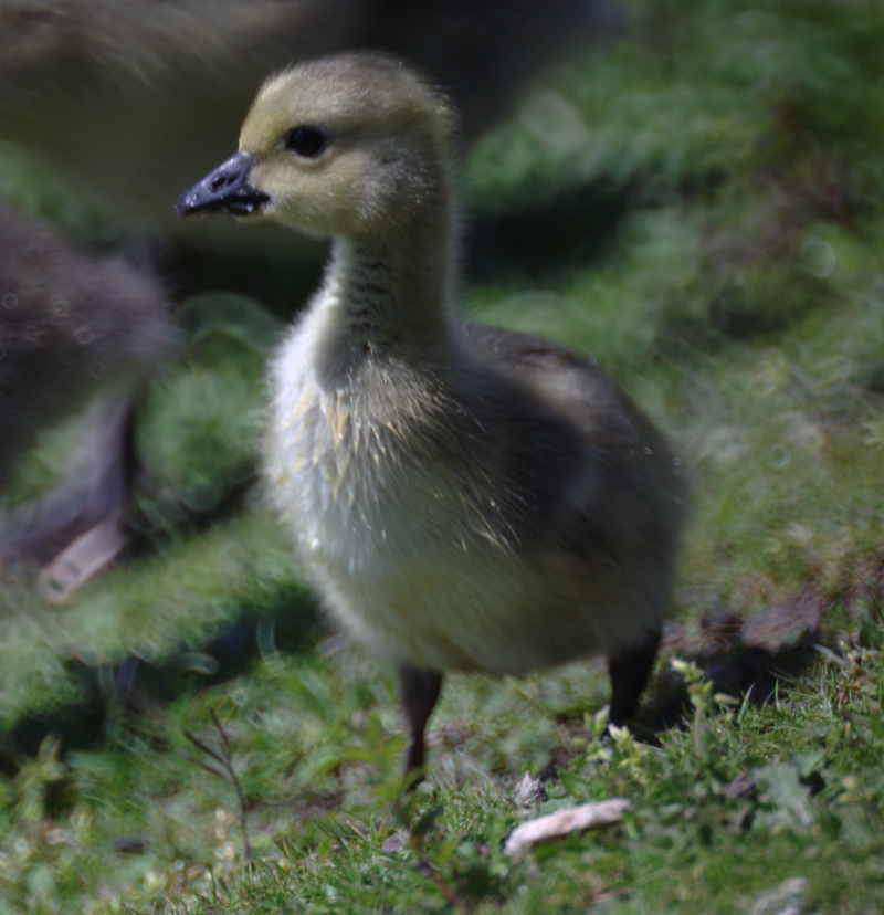 Canada Goose gosling