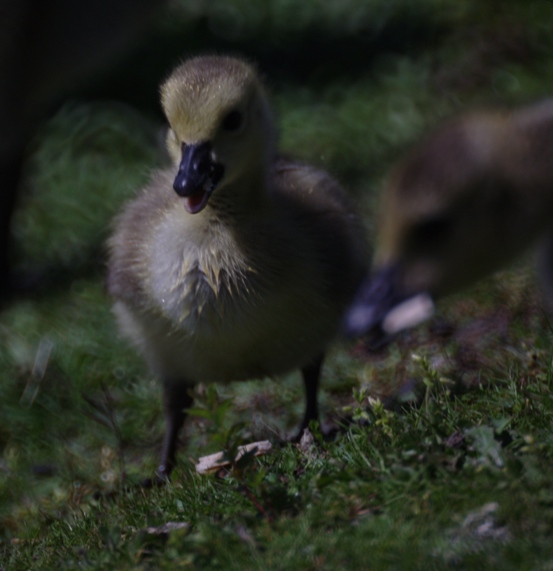 Canada Goose goslings