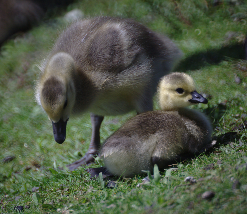 Canada Goose goslings