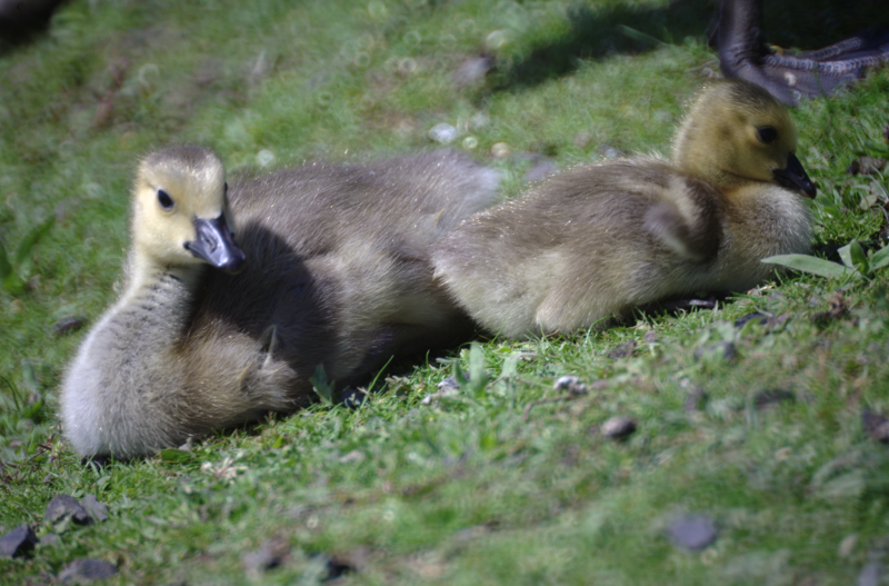 Canada Goose goslings