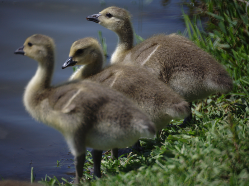 Canada Goose goslings