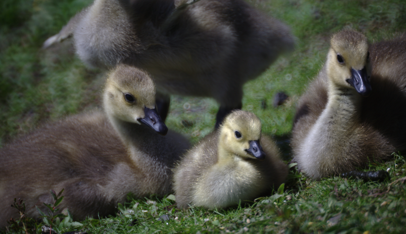 Canada Goose goslings