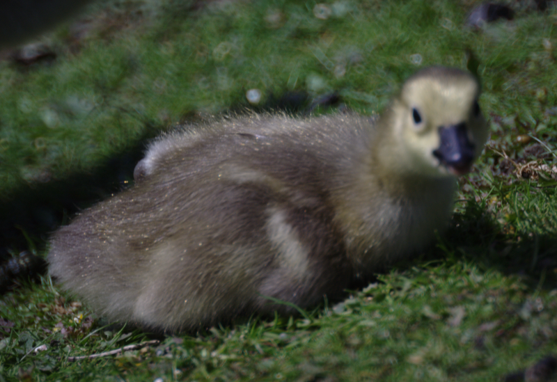 Canada Goose goslings