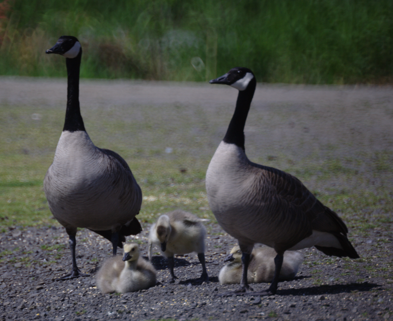 Canada Goose goslings