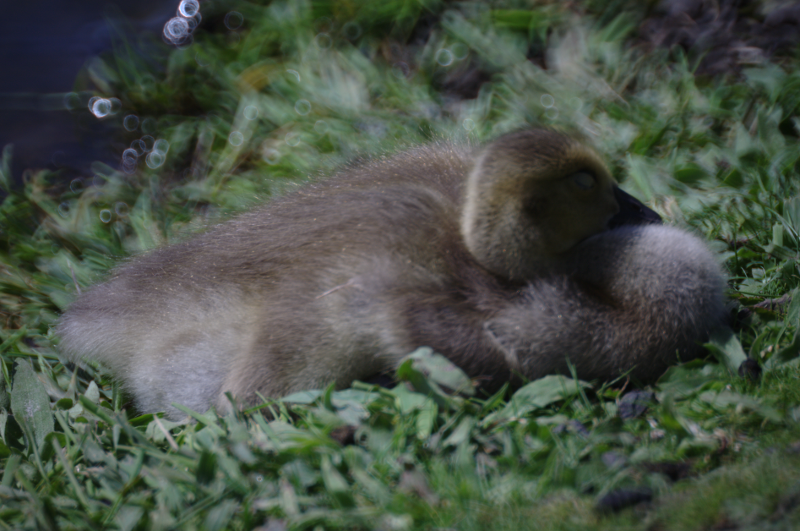 Canada Goose gosling