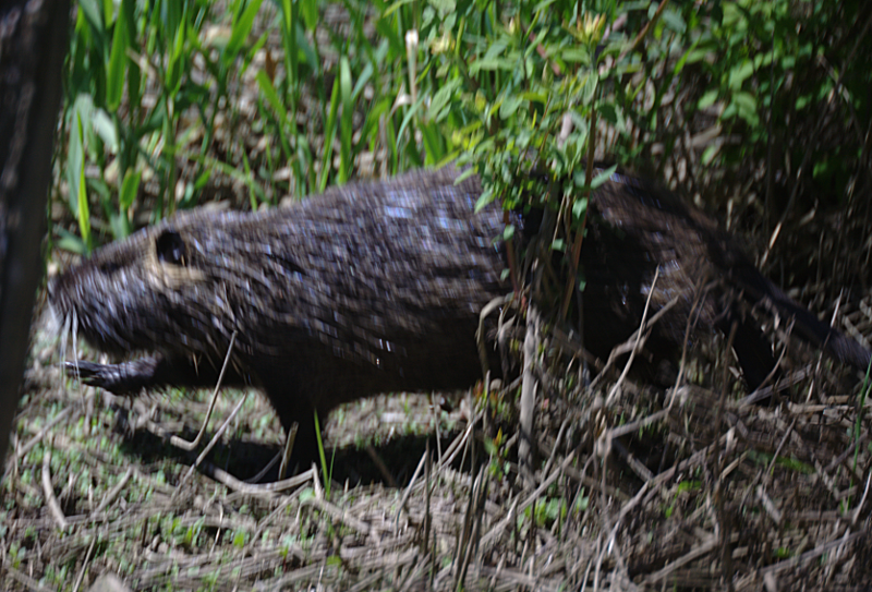 Nutria
