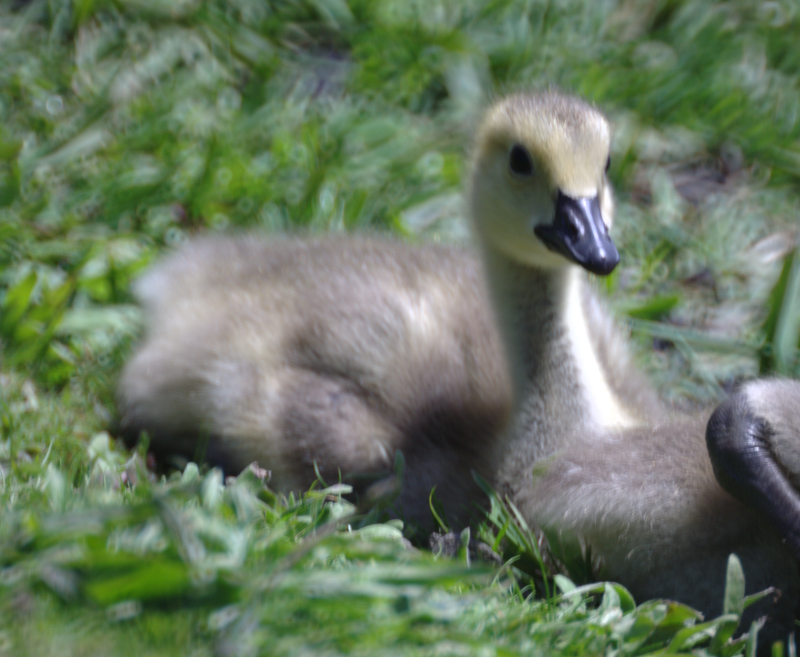 Canada Goose goslings